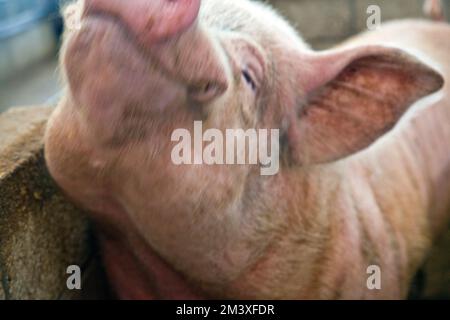 Il maiale si graffia molto al Rand Farm Park, Lincolnhsire Foto Stock