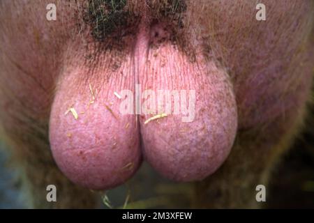 Testicoli di Pigs al Rand Farm Park, Lincolnhsire Foto Stock