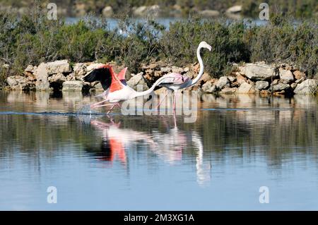 Fenicotteri nelle lagune di sale di es Trenc, Maiorca. Foto Stock