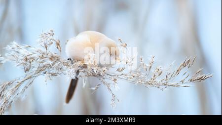 Bella scena naturale con Bearded Parrotbill Panurus biarmicus come egli cerca i semi di cibo su un gambo di erba nel freddo inverno. Il bes Foto Stock