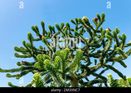 Albero puzzle scimmia (Araucaria araucana) nativo del Cile contro il cielo blu brillante Foto Stock