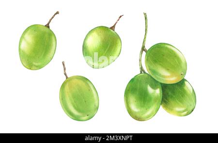 Uve verdi acquerello. Grande raccolta di frutta su un ramo. Rappresentazione botanica realistica con uva matura e succosa. Disegno di cibo esotico disegnato a mano Foto Stock