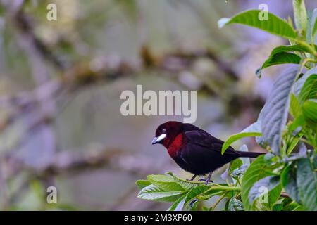 Tanager dal becco d'argento (Ramphocelus carbo), bel maschio adulto arroccato su un ramo nella giungla alta. Foto Stock