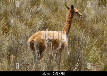 Vicuna (Vicugna vicugna) animale minacciato, camminando in natura, pascolo nelle alture andine. Foto Stock