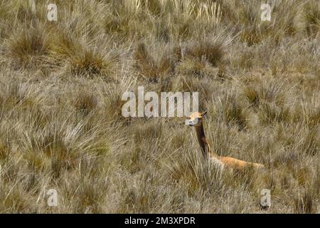 Vicuna (Vicugna vicugna) animale minacciato, camminando in natura, pascolo nelle alture andine. Foto Stock