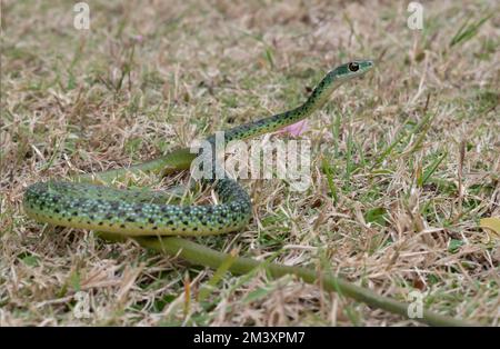 Bel serpente macchia (Philothamnus semivariegatus) Foto Stock