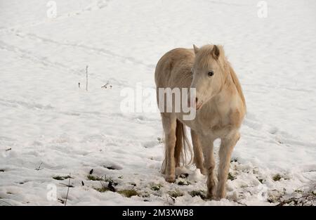 Cavallo nel paddock di neve pascolo Foto Stock