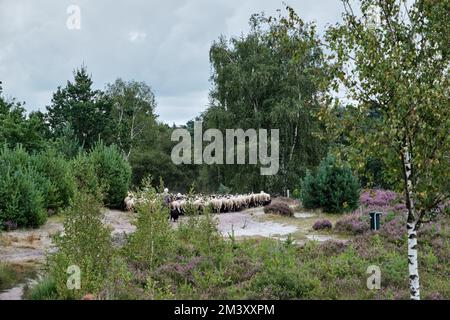Una mandria di pecore Schoonebeker con erica sullo sfondo e un cane collie di confine sul Brunssummerheide, Paesi Bassi. Agosto 2021 Foto Stock