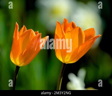 Primo piano di tulipani arancioni nel giardino di casa. Foto Stock