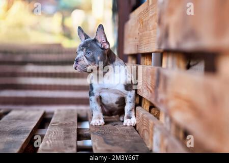 Blue merle TAN cane Bulldog francese seduto su palette di legno Foto Stock