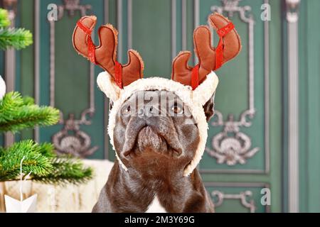 Ritratto di cane Bulldog francese con corna di costume di renne natalizie Foto Stock