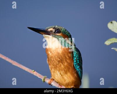 Primi piani Kingfisher UK Foto Stock