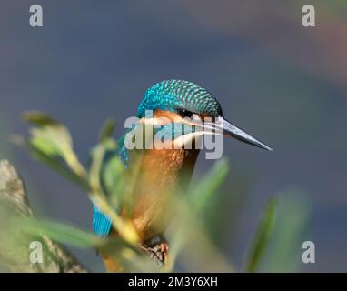 Primi piani Kingfisher UK Foto Stock