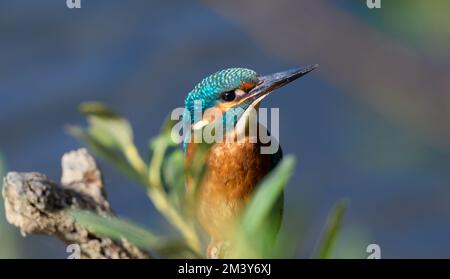 Primi piani Kingfisher UK Foto Stock