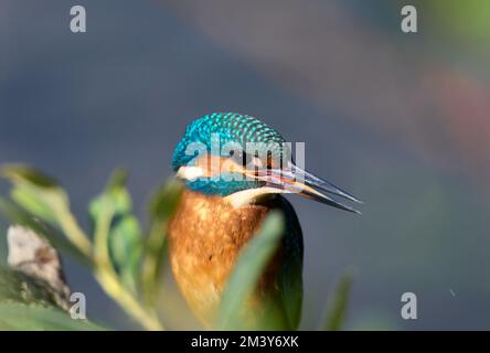 Primi piani Kingfisher UK Foto Stock