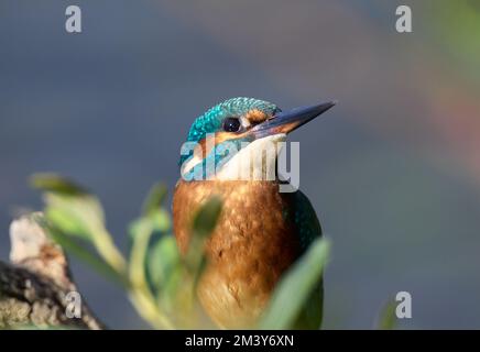 Primi piani Kingfisher UK Foto Stock