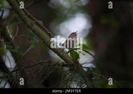 Un macrofo di un songbird eurasiatico appollaiato su un ramo in una foresta e cinguettio Foto Stock