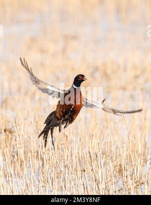 Un fagiano di gallo volante in una bella giornata di ottobre. Foto Stock