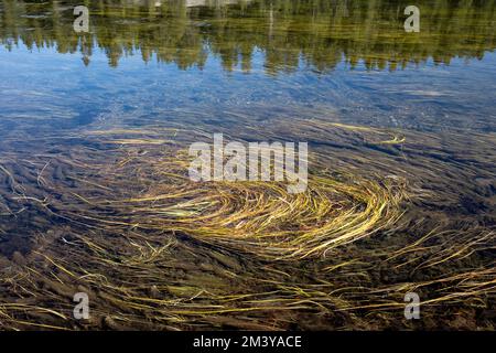 WY05192-00....WYOMING - Grass che cresce nel fiume Yellowstone vicino a Otter Creek, Parco Nazionale di Yellowstone. Foto Stock