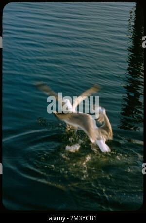 Montauk Fishing, toni Frissell, Antoinette Frissell Bacon, Antoinette Frissell Foto Stock