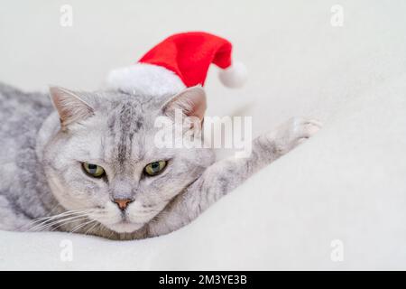 Scottish Straight Christmas Cat in un berretto rosso di santa dorme su una coperta bianca. Animali domestici, storie di Natale con animali domestici. Foto Stock