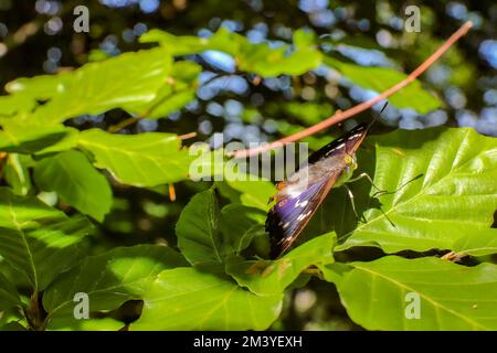 Un primo piano di una grande farfalla imperatore viola su foglie verdi in un campo sotto la luce del sole Foto Stock