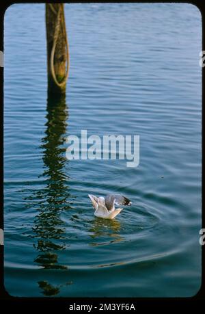 Montauk Fishing, toni Frissell, Antoinette Frissell Bacon, Antoinette Frissell Foto Stock