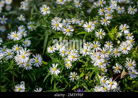 Primo piano fiori bianchi selvatici di montagna in fiore che crescono sul prato Foto Stock