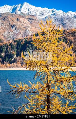 Paesaggio autunnale con aghi di colore giallo di un larice lungo la riva del lago Sils con montagne innevate sullo sfondo Foto Stock
