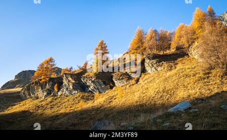 Larice dorato su una montagna in Svizzera in una giornata di sole a fine ottobre Foto Stock