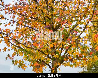 Vista allegra di vivaci foglie autunnali su un albero Foto Stock
