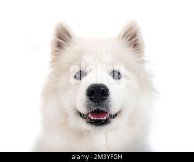 Samoiedo cane davanti a uno sfondo bianco Foto Stock