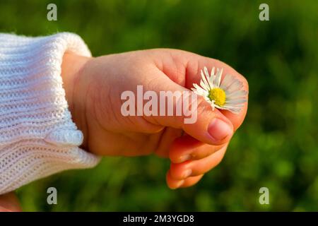 Mano di un bambino di cinque settimane che tiene una margherita. Dresda , Germania Foto Stock