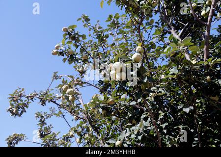 Quinces (cydonia oblonga) maturano sull'albero, Lesbo (Lesbo/Mitilene). Ottobre. Foto Stock