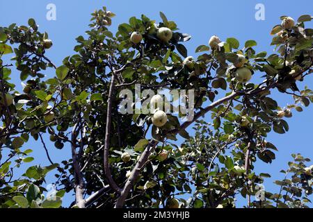 Quinces (cydonia oblonga) maturano sull'albero, Lesbo (Lesbo/Mitilene). Ottobre. Foto Stock