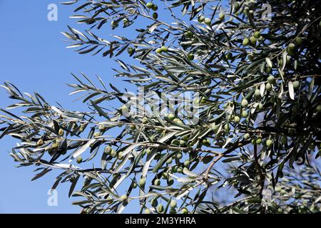 Olive (Olea europaea) su olivo contro il cielo blu, Lesbo prese settembre / ottobre 2022. Foto Stock