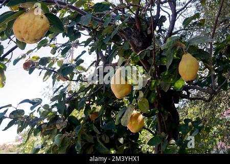 Quinces (cydonia oblonga) maturano sull'albero, Lesbo (Lesbo / Mitilene). Ottobre. Foto Stock