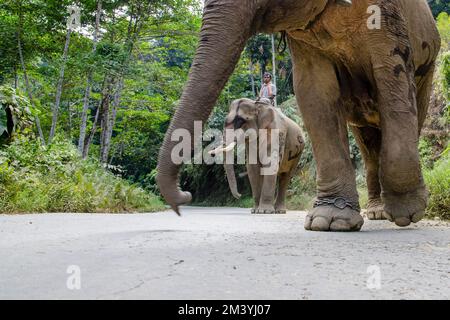 Gli elefanti camminano su una strada nelle colline della zona di Jorhat Foto Stock