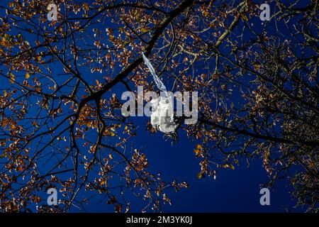 Un sacchetto di plastica bianco è bloccato in un albero.A normalmente bella foto tranne per la spazzatura in the tree.A bello cielo blu e albero rovinato da sacchetto indesiderato! Foto Stock