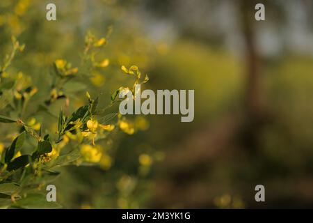 Piante di Piccione con fiore giallo fiorito in campo agricolo con spazio copia. Foto Stock