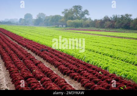 Campo di lattuga nel Palatinato Meridionale, Palatinato, Renania-Palatinato, Germania Foto Stock