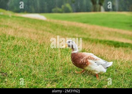 Nazionale mallard (Anas platyrhynchos domesticus) su un prato, fauna selvatica Parco Aurach vicino Kitzbuehl, Austria, Europa Foto Stock