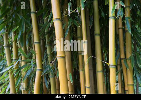 Bambù giallo (Phyllostachys aureosulcata), Hannover, bassa Sassonia, Germania Foto Stock