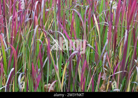 Erba sanguigna giapponese (Imperata cylindrica Rubra), Hannover, bassa Sassonia, Germania Foto Stock