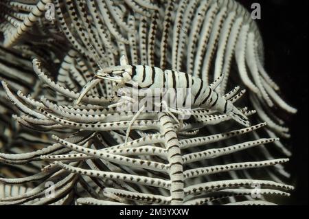 Stella di piuma camouflaged (Crinoidea) gamberi (Periclimenes cornutus) (Laomenes cornutus) granchio di stella pelosa che cammina sul braccio di stella pelosa di piuma Foto Stock