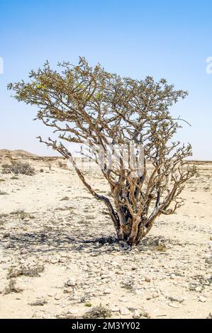 Frankincense (Boswellia carterii), rotta di Frankincense, Penisola Araba, Oman, Asia Foto Stock