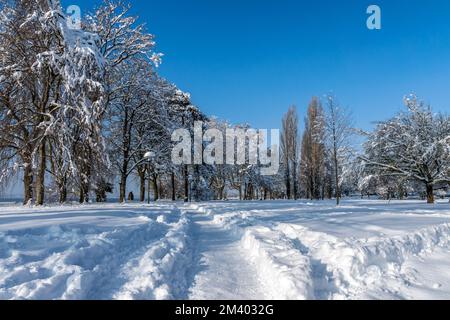 Paesaggio invernale sul lago di Costanza con un albero sulla riva del lago Foto Stock