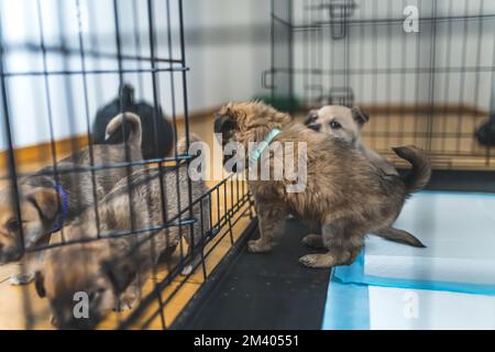 Cuccioli di razza mista salvati in casa temporanea. Adorabile gruppo di cuccioli bruni. Cani cucciolo che escono dalla gabbia di metallo. Scatto in interni. Foto di alta qualità Foto Stock