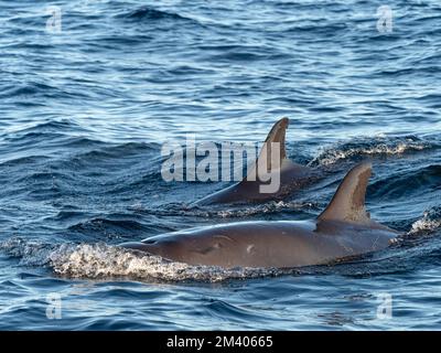 Balene false assassine adulte, crassidens di Pseudorca, superficie sulla barriera corallina di Ningaloo, Australia Occidentale, Australia. Foto Stock