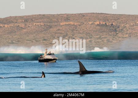 Una cialda di orche assassine, Orcinus orca, che si affaccia sulla barriera corallina di Ningaloo, Australia Occidentale, Australia. Foto Stock